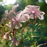 image: Image from the photoset ‘
escher blummen (lxxv)
’.