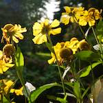 image: Image from the photoset ‘
escher blummen (lxxv)
’.