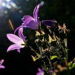 image: Image from the photoset ‘
escher blummen (lxxv)
’.