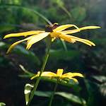 image: Image from the photoset ‘
escher blummen (lxxv)
’.