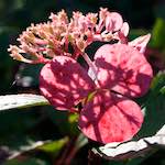 image: Image from the photoset ‘
escher blummen (lxxv)
’.