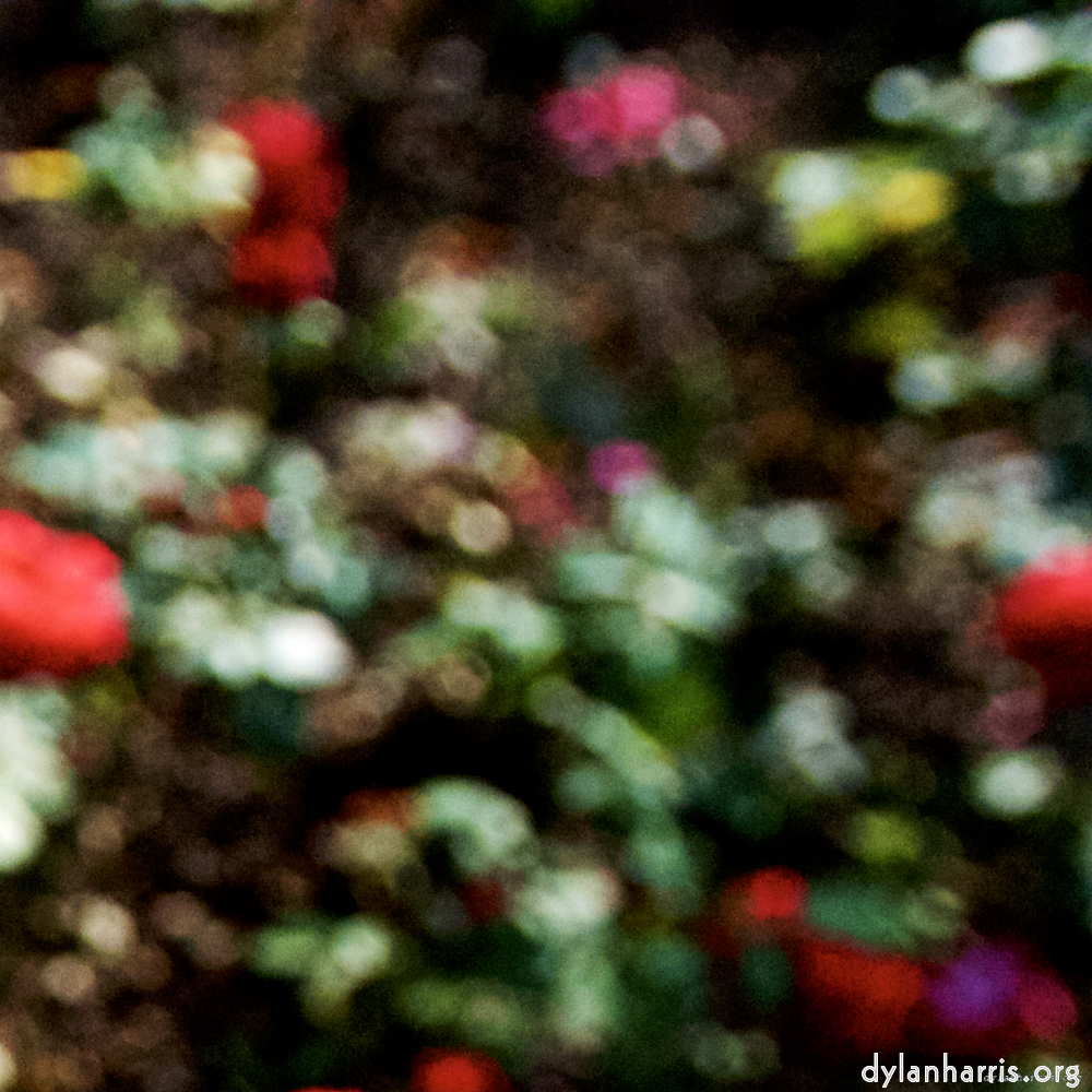 Image: Image 'escher blummen (lxxvi) 2'.