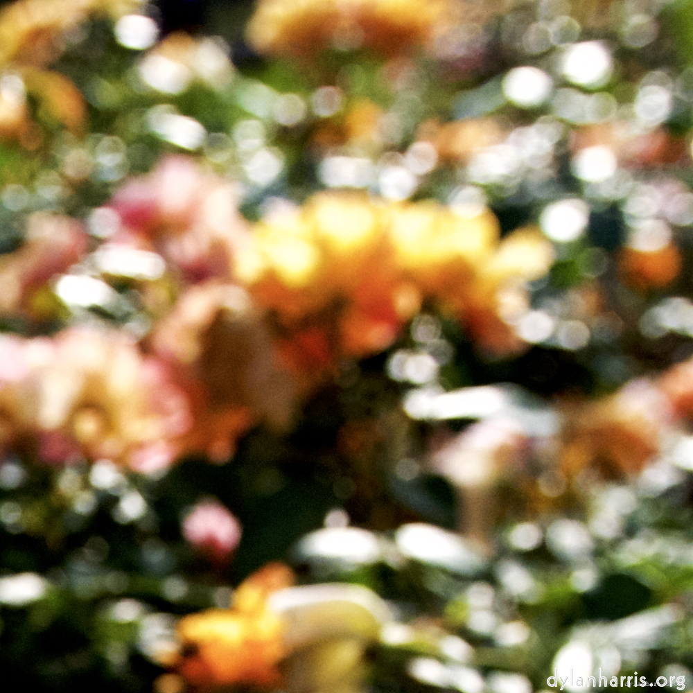 Image: Image 'escher blummen (lxxvi) 4'.