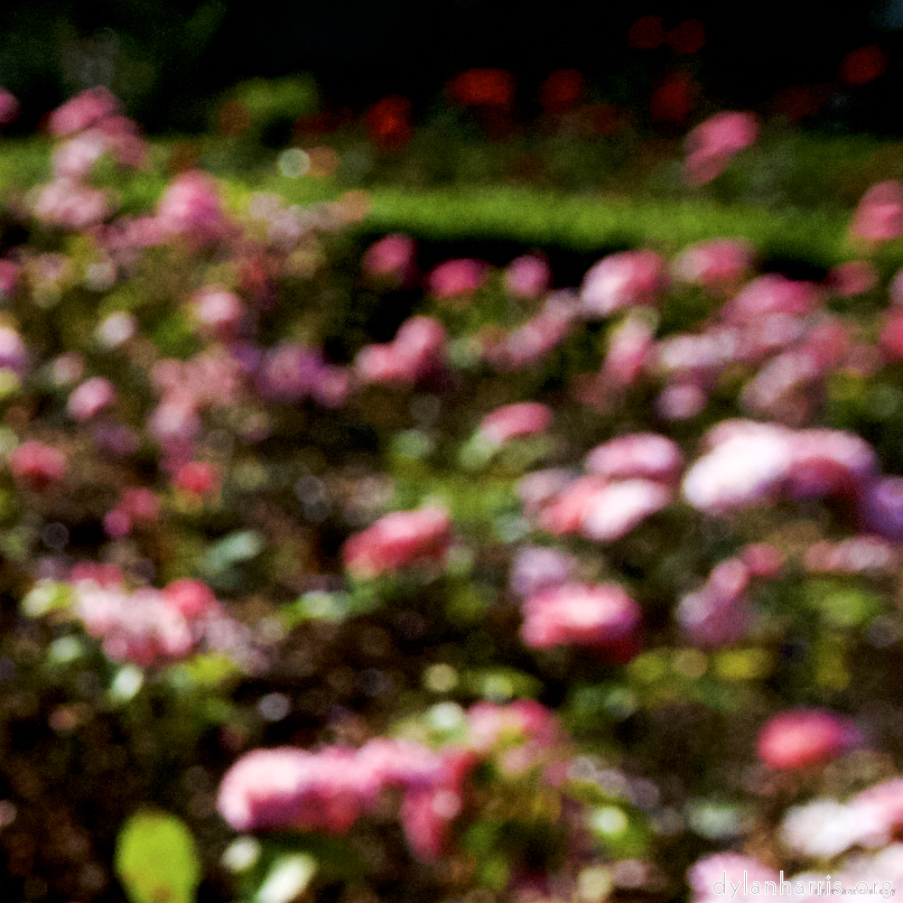 Image: Image 'escher blummen (lxxvi) 6'.