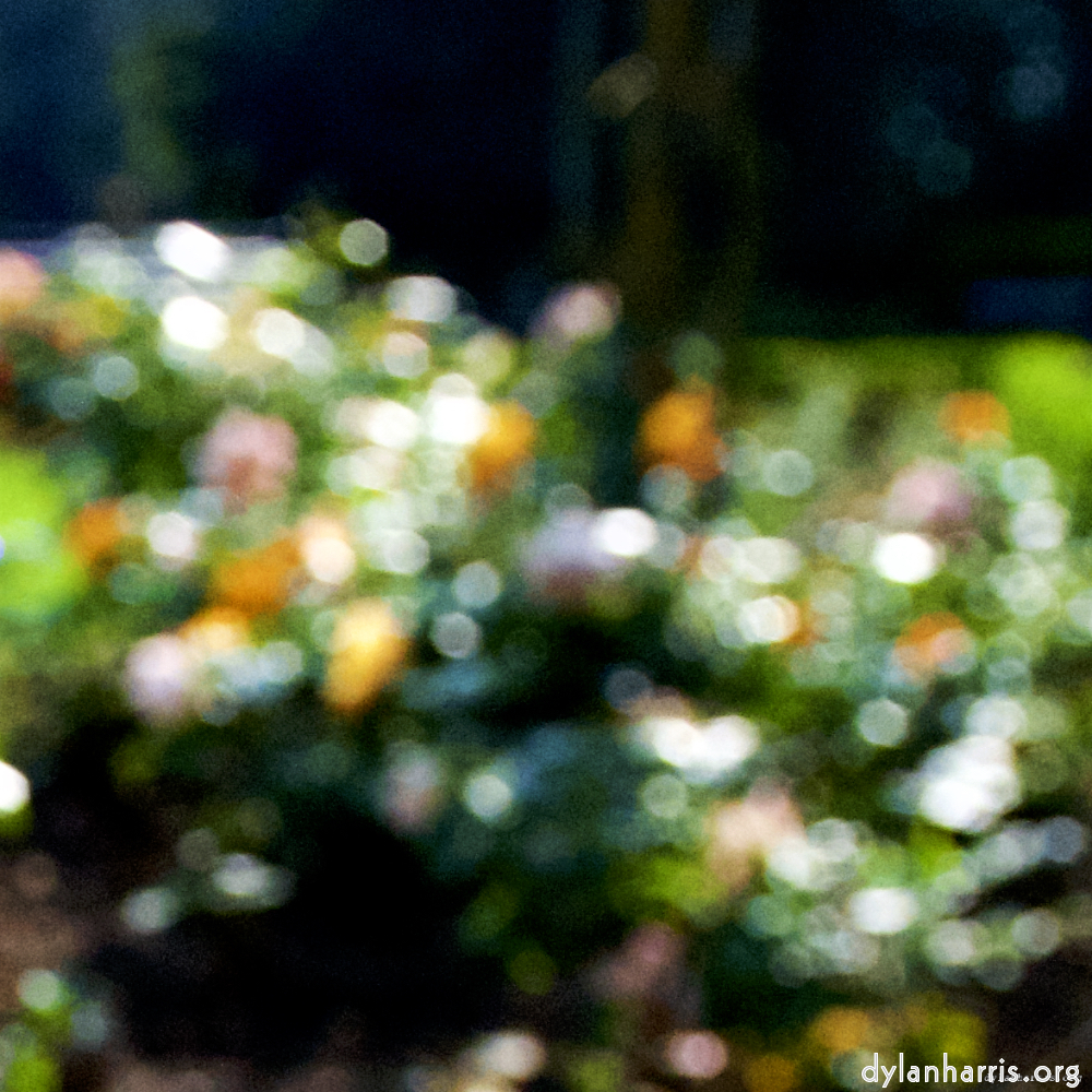 Image: Image 'escher blummen (lxxvi) 8'.