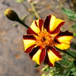 Image: Fifth image from the photoset 'escher blummen (lxxvi)'.