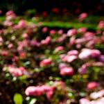 Image: Sixth image from the photoset 'escher blummen (lxxvi)'.