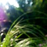 Image: Third image from the photoset 'parc (xxi)'.