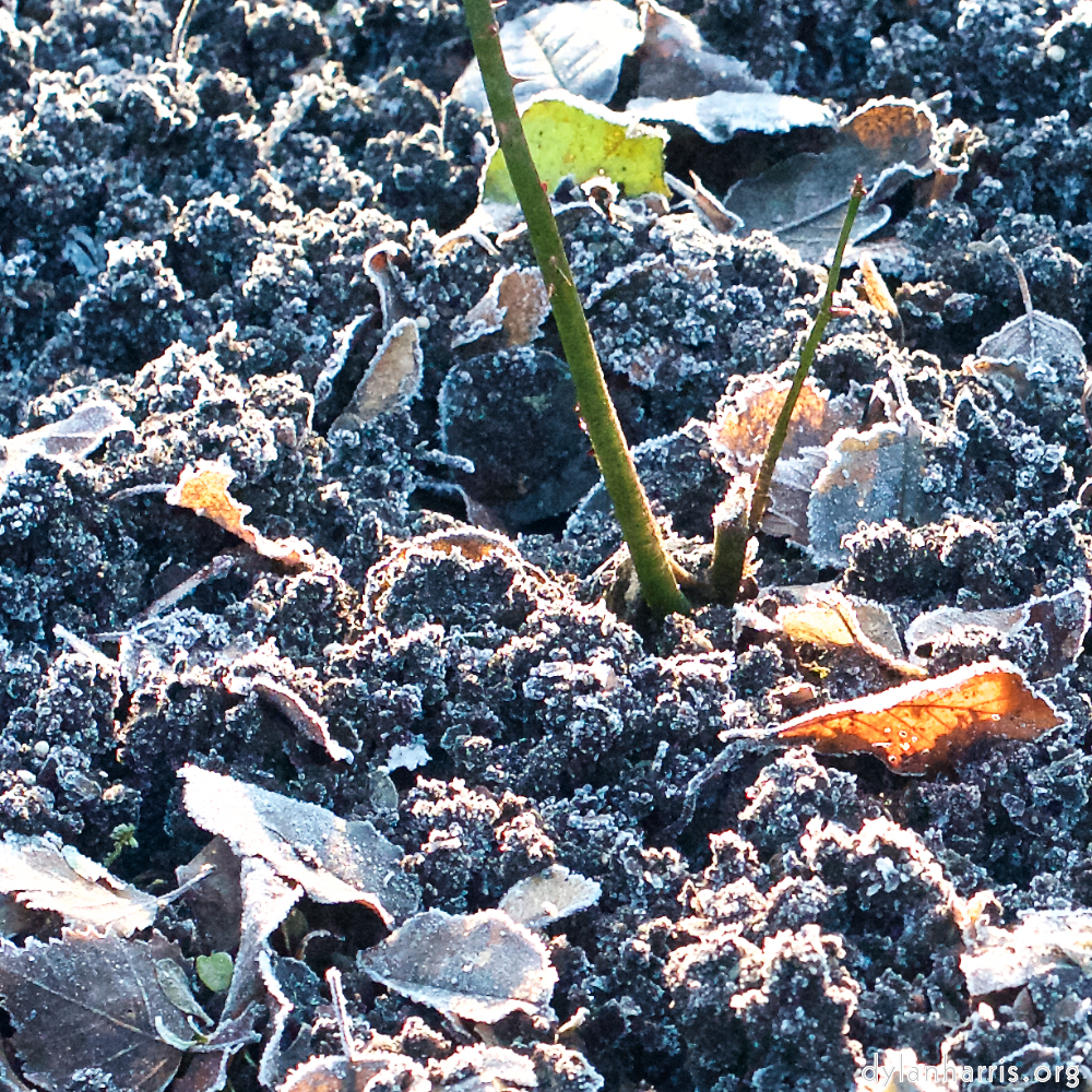 Image 'esch–sur–alzette (ix) 1', at Escher Déierepark, of a male goat with a near–circular horn.