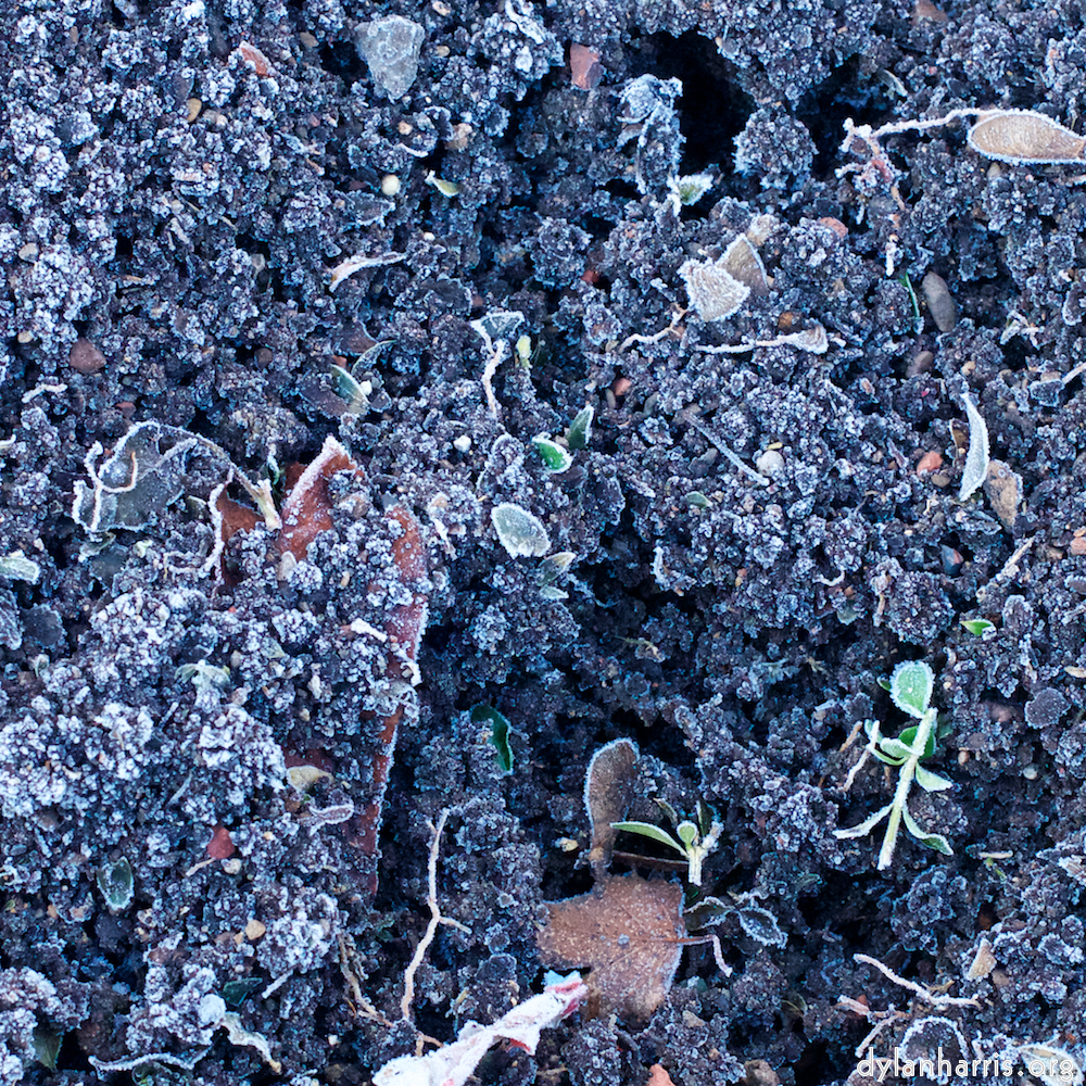 Image 'esch–sur–alzette (ix) 3', at Escher Déierepark, the head and crest of a chicken.