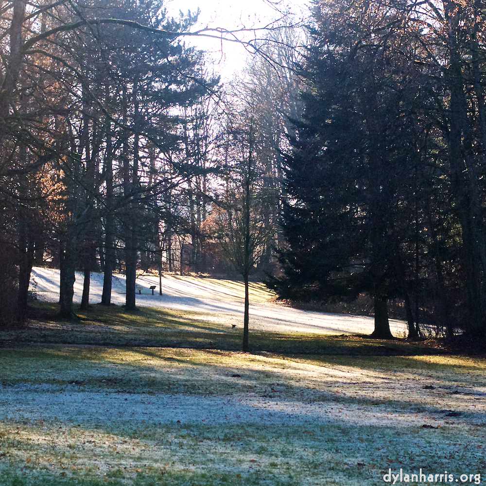 Image: Image 'esch–sur–alzette (ix) 5', of daffodils.