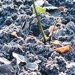 First image of Escher Déierepark, from the photoset 'esch–sur–alzette (ix)'.