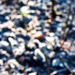 Fourth image of Escher Déierepark, from the photoset 'esch–sur–alzette (ix)'.