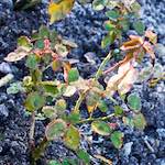 Sixth image of Escher Déierepark, from the photoset 'esch–sur–alzette (ix)'.