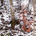 Image: Third image from the photoset 'way to work (v)'.