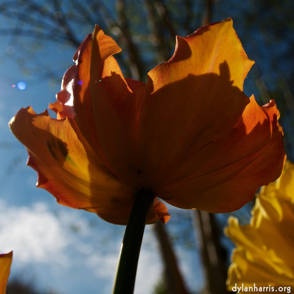 Image: Image 'escher blummen (li) 1'.
