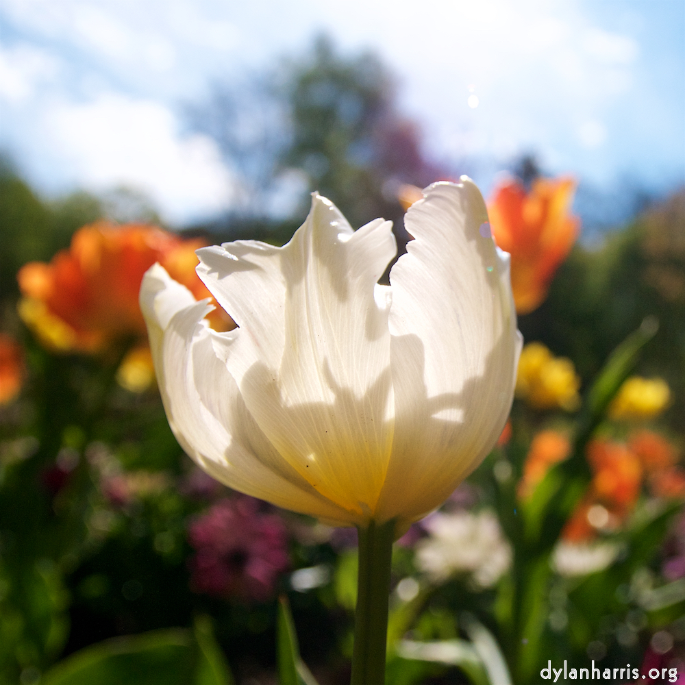 Image: Image 'escher blummen (li) 6'.