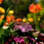 Image: Fourth image from the photoset 'escher blummen (li)'.