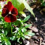 Image: Fifth image from the photoset 'escher blummen (li)'.