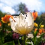 Image: Sixth image from the photoset 'escher blummen (li)'.