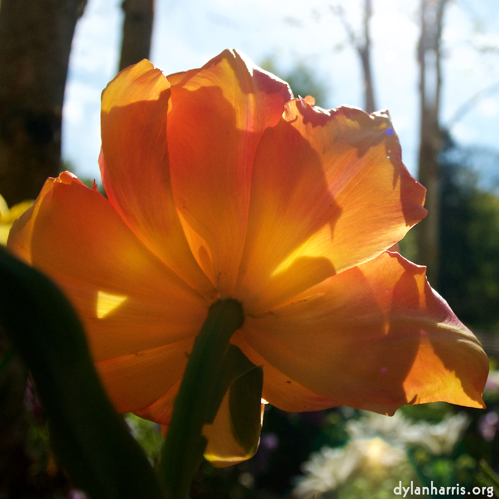 Image: Image 'escher blummen (lii) 4'.