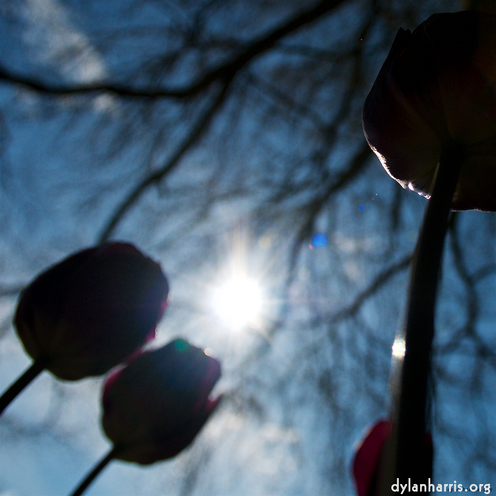 Image: Image 'escher blummen (lii) 5'.