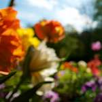 Image: First image from the photoset 'escher blummen (lii)'.