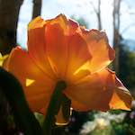 Image: Fourth image from the photoset 'escher blummen (lii)'.