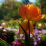 Image: Sixth image from the photoset 'escher blummen (lii)'.