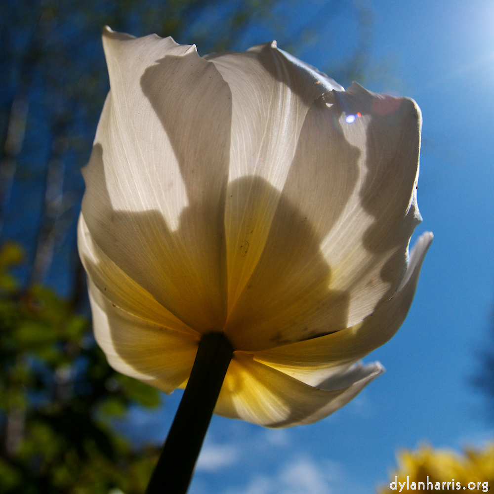 Image: Image 'escher blummen (liii) 5'.