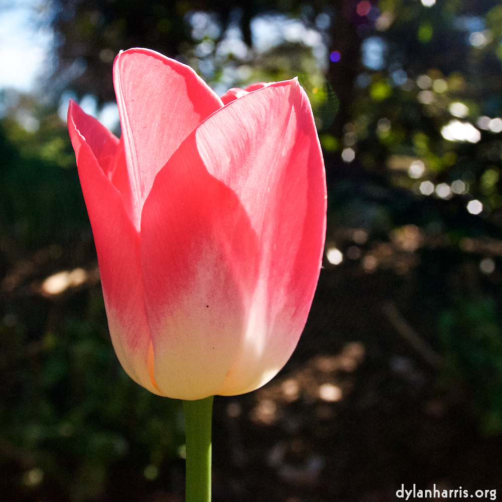 Image: Image 'escher blummen (liii) 6'.