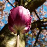 Image: Fourth image from the photoset 'escher blummen (liii)'.