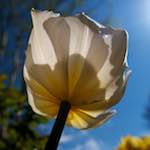 Image: Fifth image from the photoset 'escher blummen (liii)'.