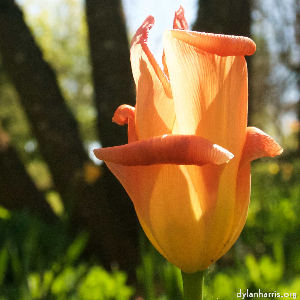 image: This is ‘
escher blummen (liv) 1
’.