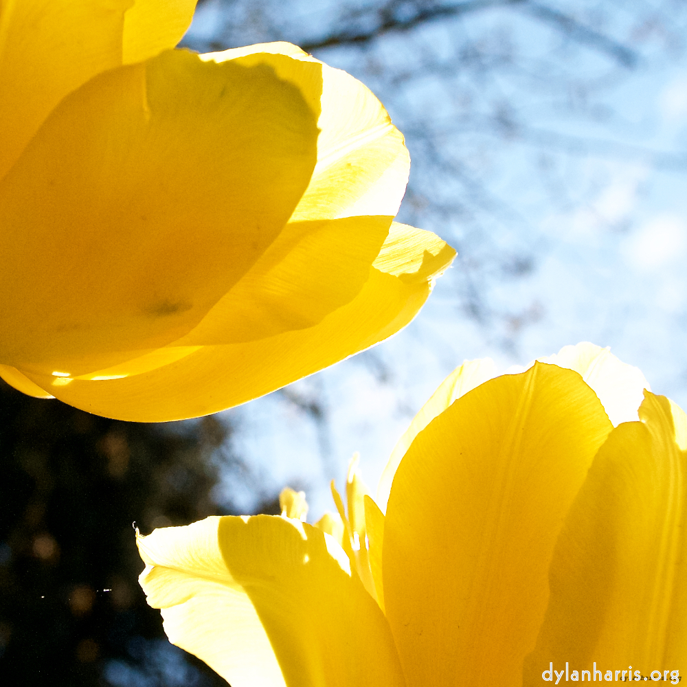 image: This is ‘
escher blummen (liv) 3
’.