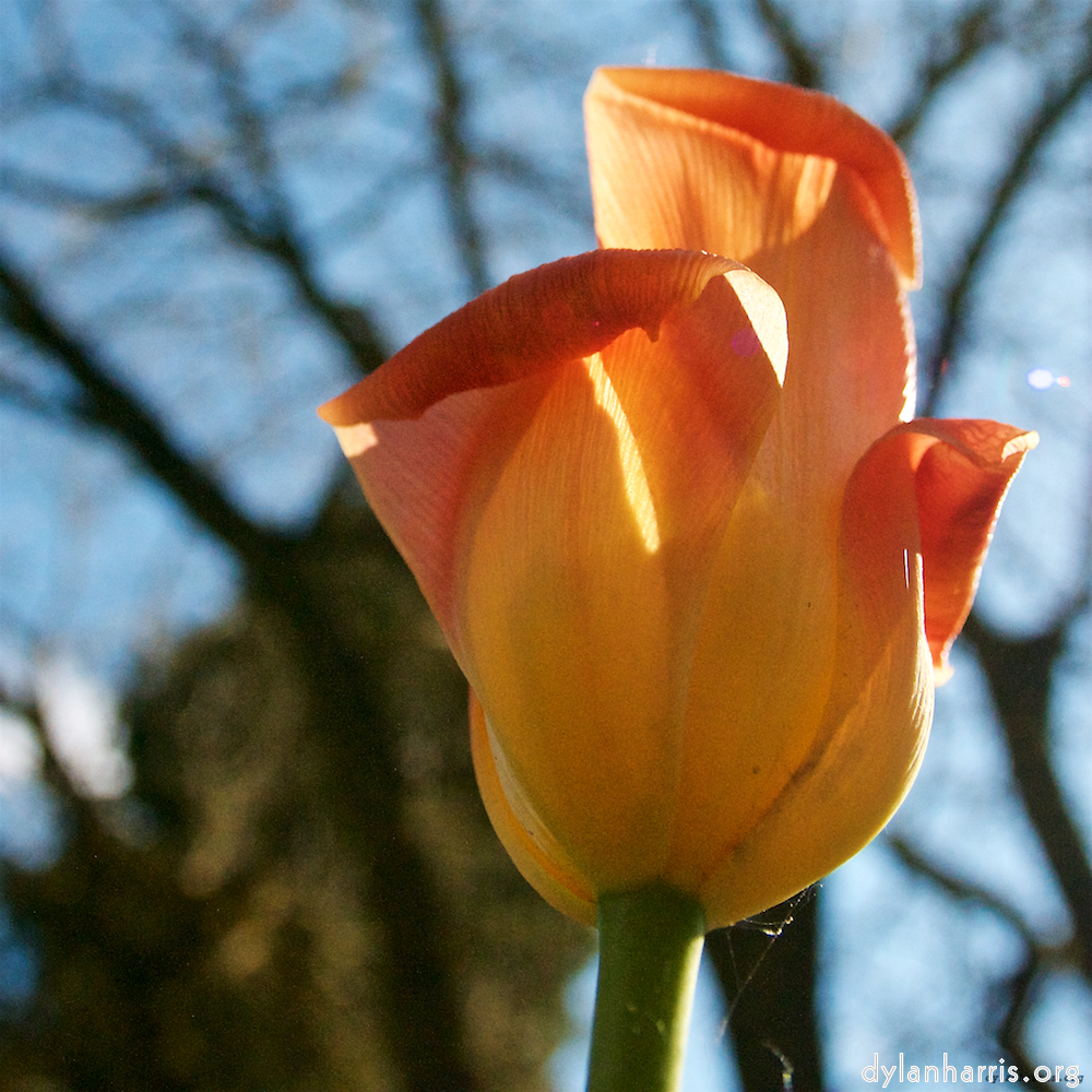 Image: Image 'escher blummen (liv) 4'.