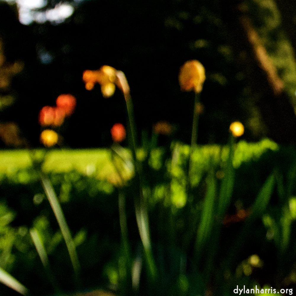 Image: Image 'escher blummen (liv) 5'.