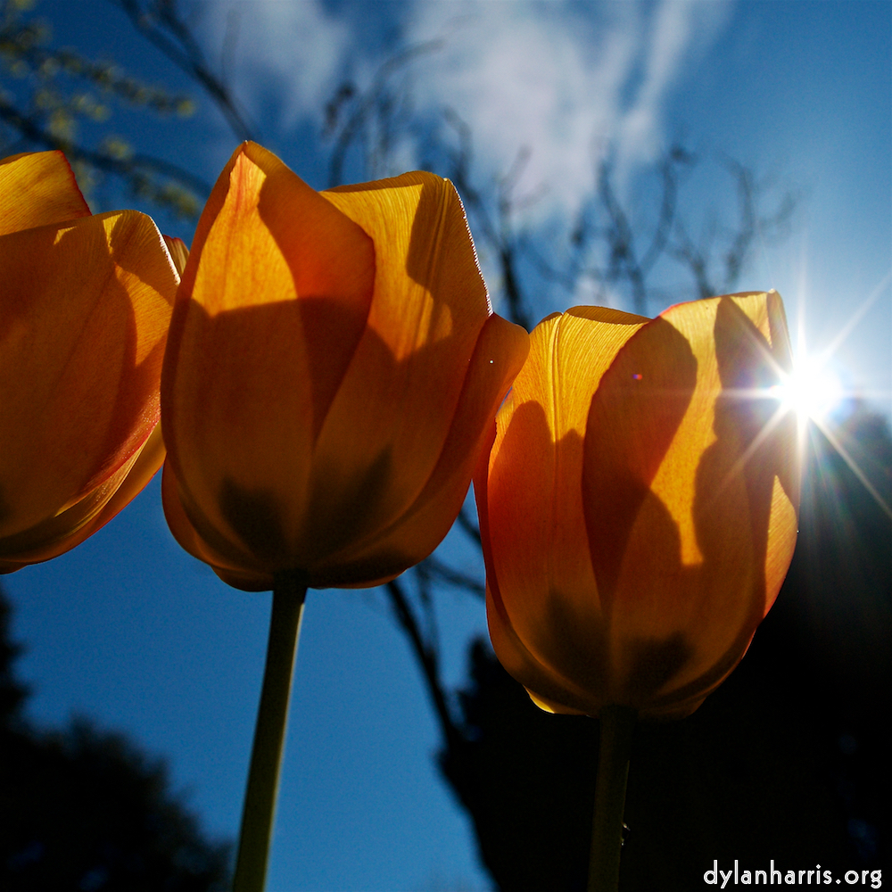 Image: Image 'escher blummen (liv) 6'.