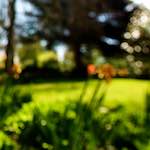 Image: Second image from the photoset 'escher blummen (liv)'.