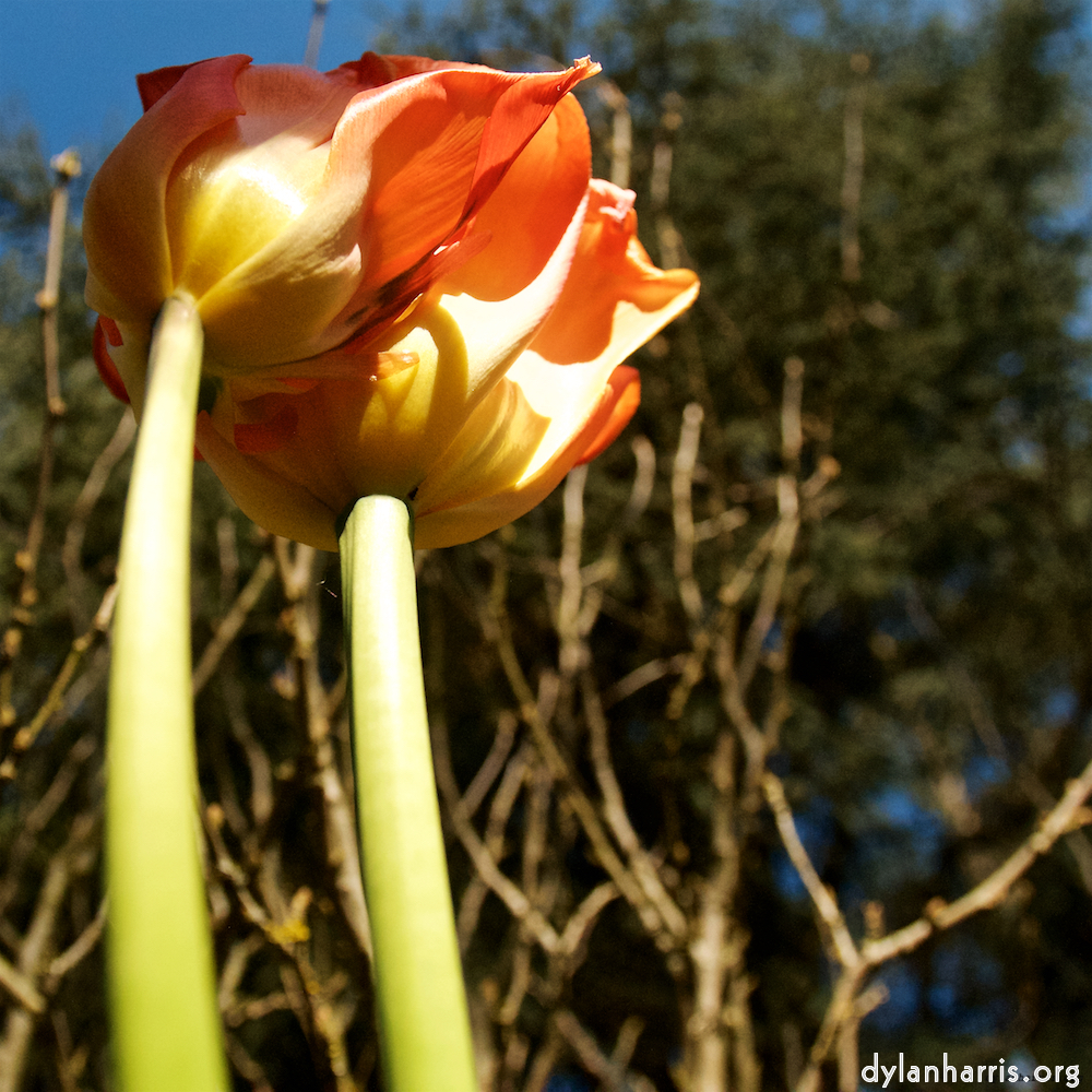 Image: Image 'escher blummen (lv) 6'.