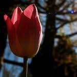 Image: First image from the photoset 'escher blummen (lv)'.