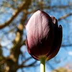 Image: Fourth image from the photoset 'escher blummen (lv)'.