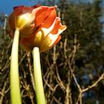 Image: Sixth image from the photoset 'escher blummen (lv)'.