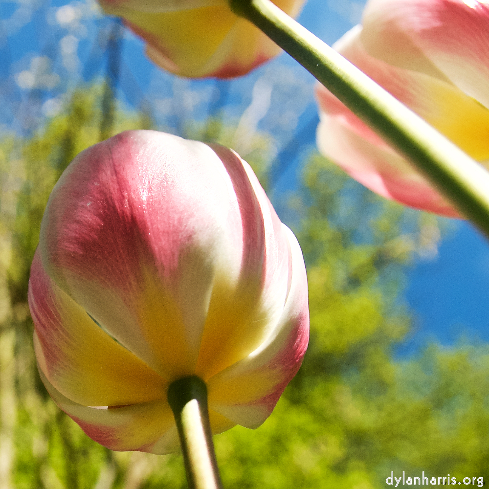 Image: Image 'escher blummen (lvi) 1'.