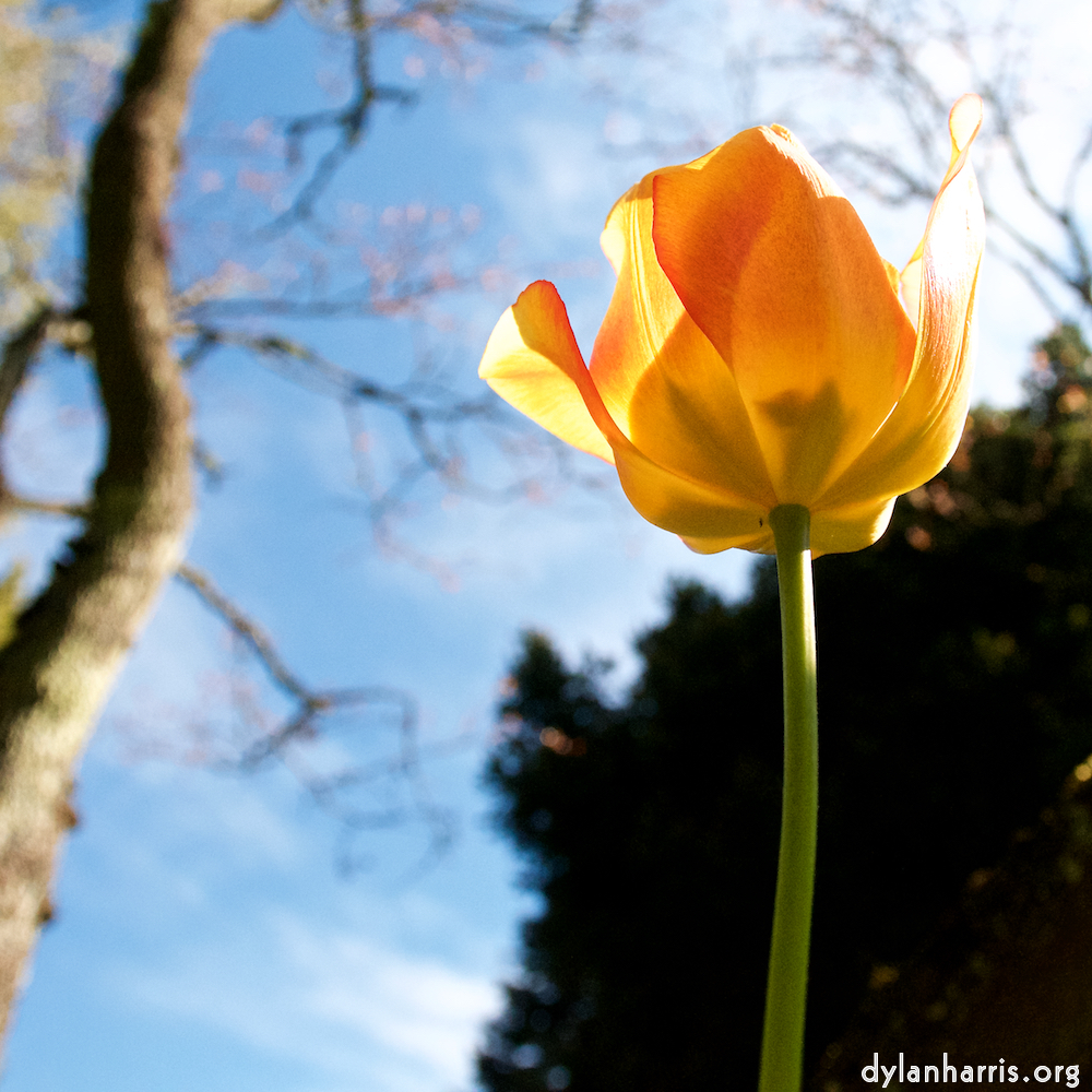 Image: Image 'escher blummen (lvi) 3'.