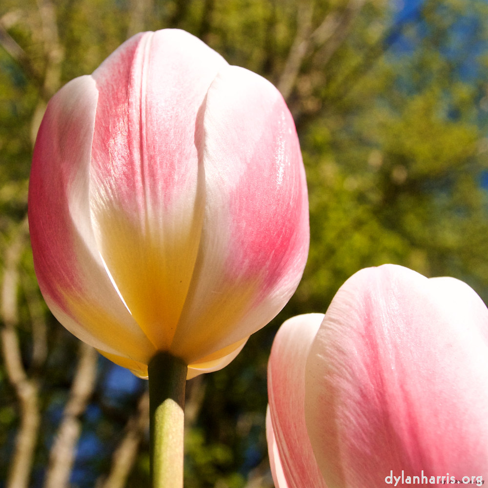 Image: Image 'escher blummen (lvi) 4'.