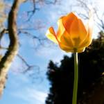 Image: Third image from the photoset 'escher blummen (lvi)'.