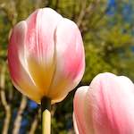 Image: Fourth image from the photoset 'escher blummen (lvi)'.