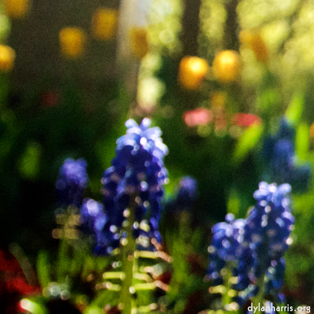 Image: Image 'escher blummen (lvii) 2'.