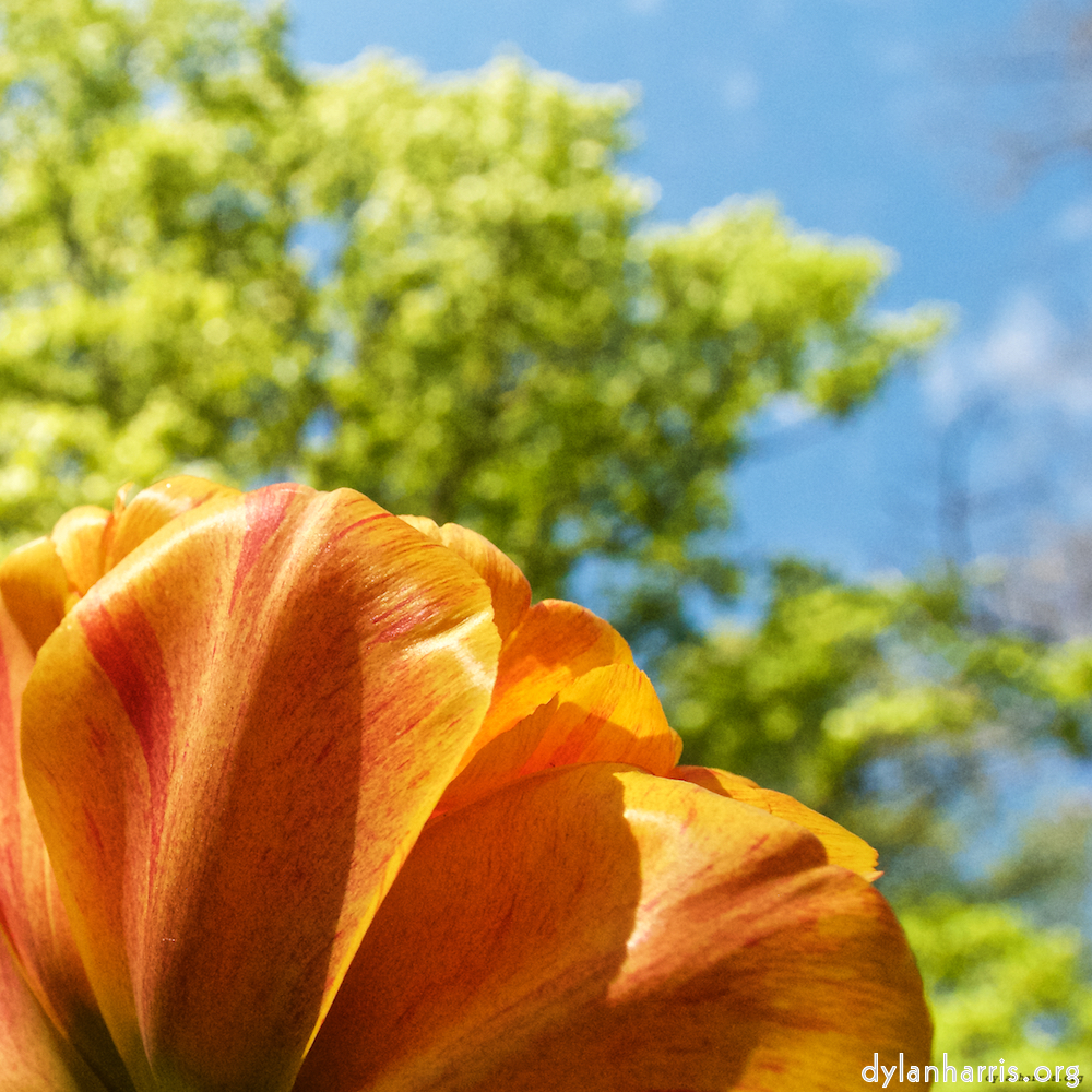 image: This is ‘
escher blummen (lvii) 3
’.